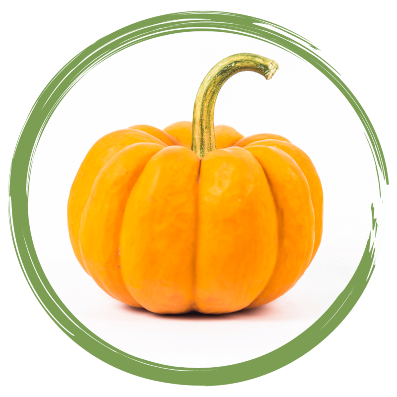 Rebellicious - pumpkin