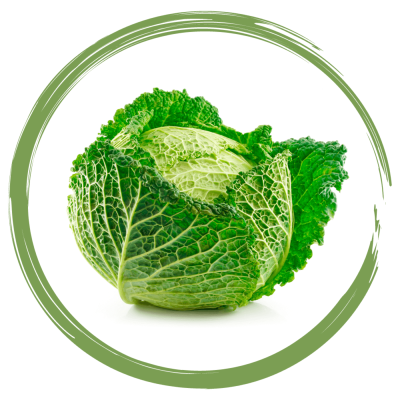 Rebellicious - savoy cabbage